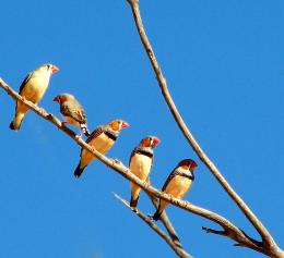 Zebra finches